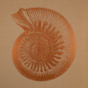 Ammonites humpriesianus -2018